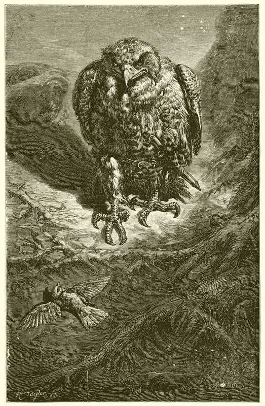 O falcão e o rouxinol de Ernest Henry Griset