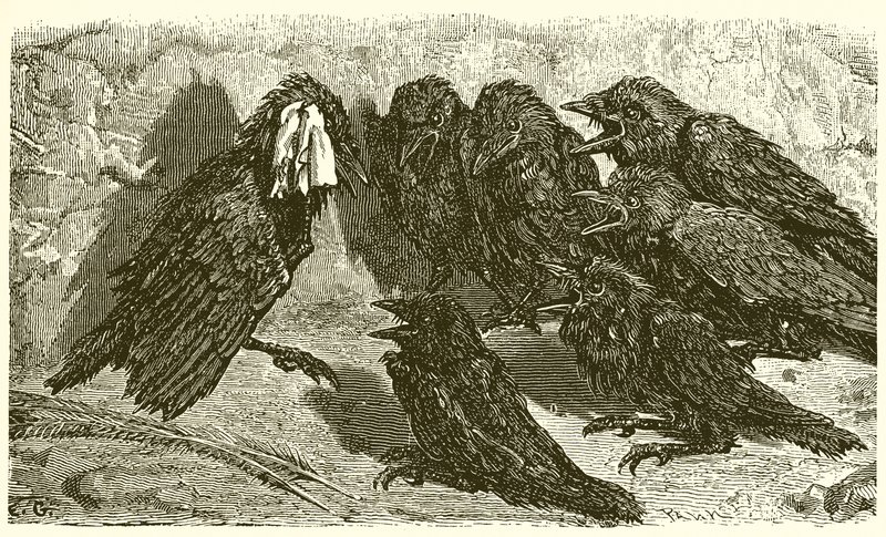 The Jackaw Vain de Ernest Henry Griset