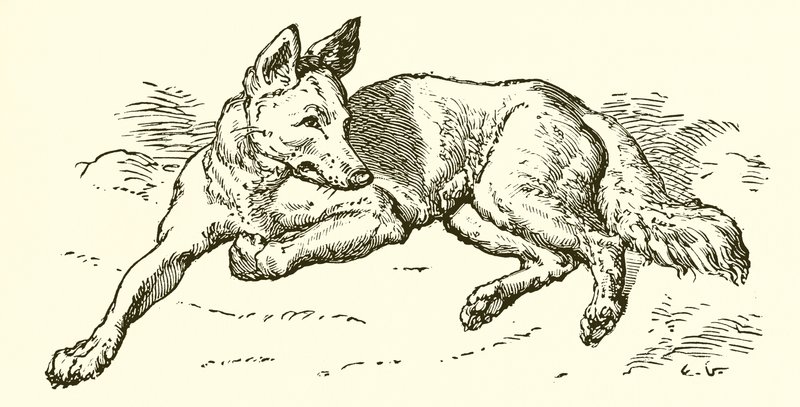 O lobo em pele de ovelha de Ernest Henry Griset