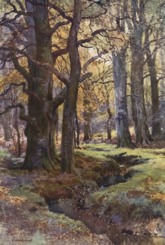 Em Mallard Wood (lito colorido) de Ernest William Haslehust