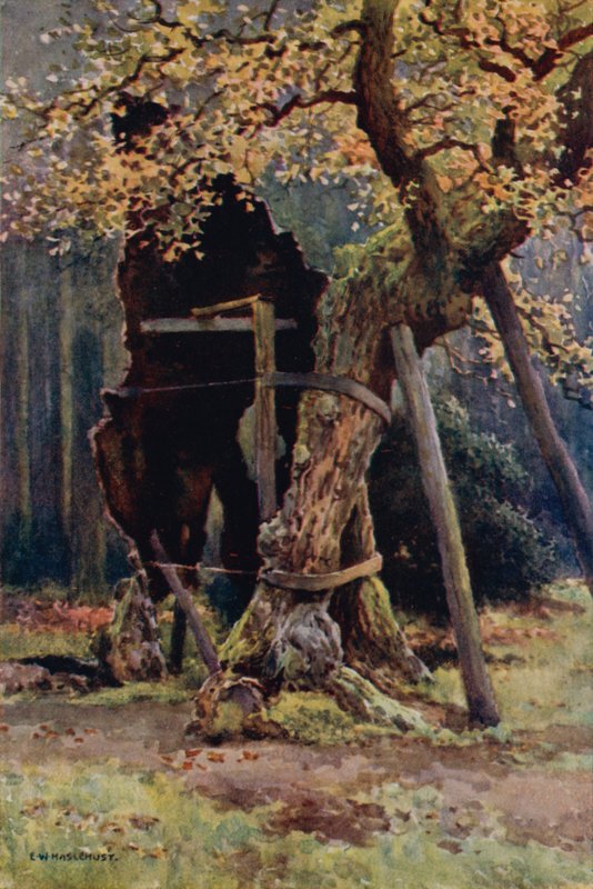 Despensa de Robin Hood (lito a cores) de Ernest William Haslehust