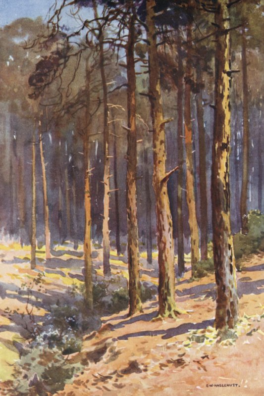 Talbot Woods, Bournemouth (cor litho) de Ernest William Haslehust