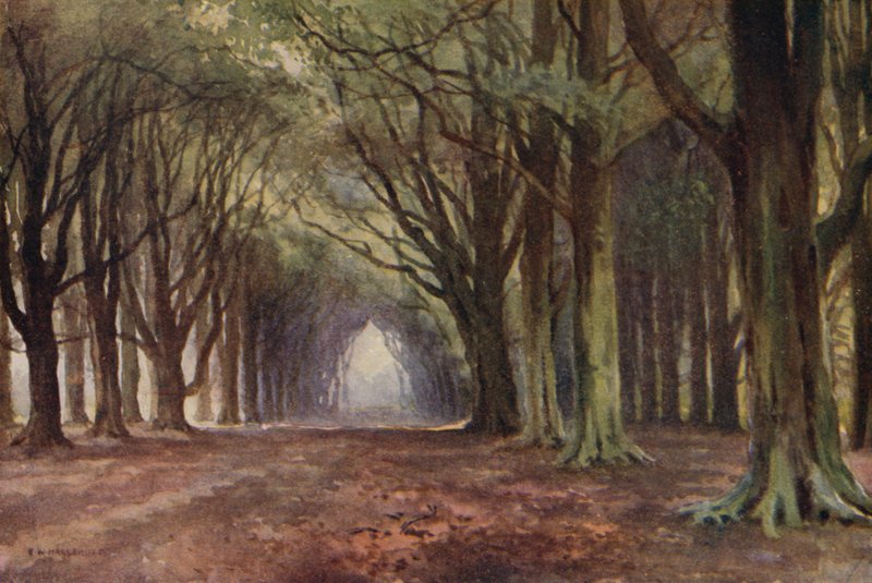 A Avenida Beech, Thoresby (cor litho) de Ernest William Haslehust