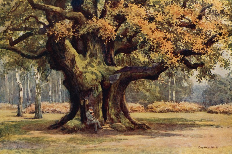 O Carvalho Maior, Thoresby Park (cor litho) de Ernest William Haslehust