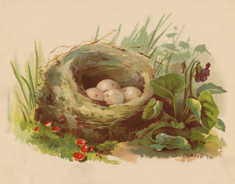 Ninho de pássaros (chromolitho) de Ethel C. Nisbet