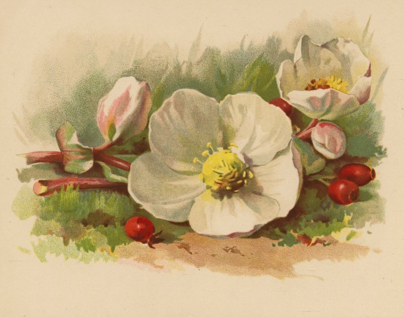 Rosa e Bagas de Natal (chromolitho) de Ethel C. Nisbet