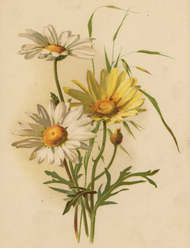Margaridas (chromolitho) de Ethel C. Nisbet