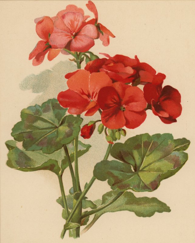 Gerânio (chromolitho) de Ethel C. Nisbet