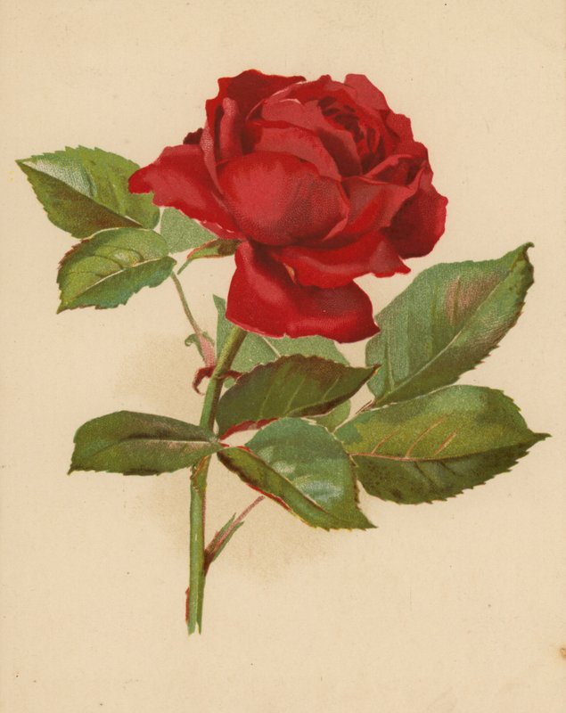 Rosa do Jardim Vermelha (chromolitho) de Ethel C. Nisbet