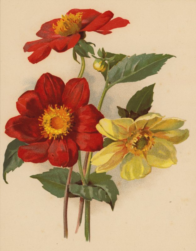 Dahlias simples (chromolitho) de Ethel C. Nisbet