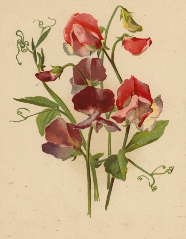 Ervilhas doces (chromolitho) de Ethel C. Nisbet