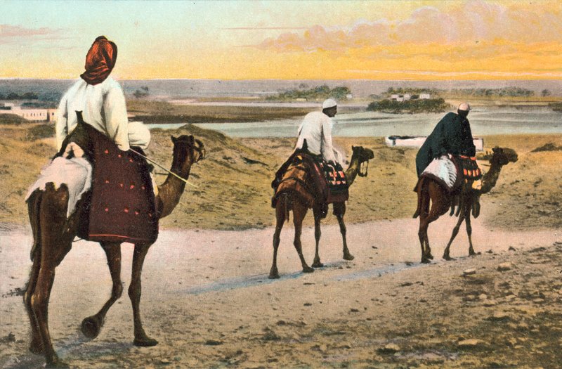Camelos, Norte da África de European Photographer