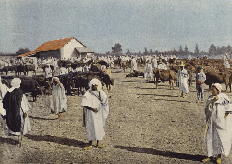 Betail Fair Em Sidi-Bel-Abbes de European Photographer