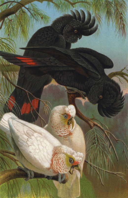Cacatua nariz e corvo de European School