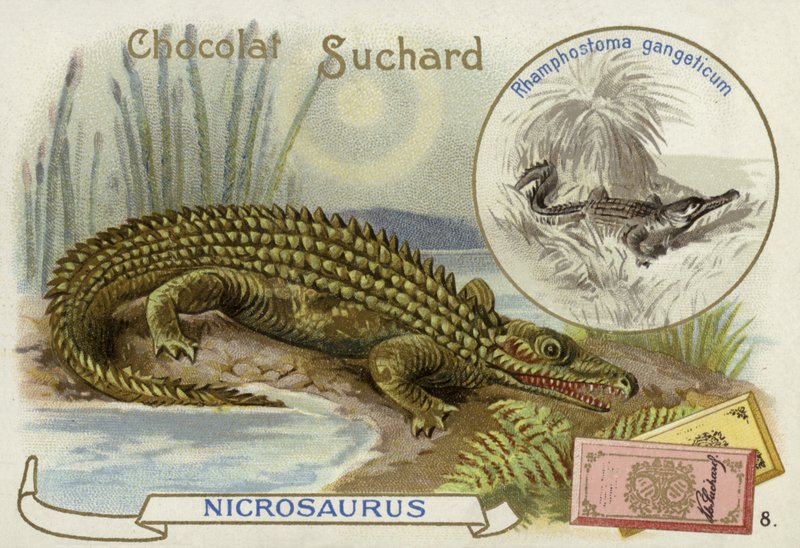 Nicrosaurus e crocodilo de European School
