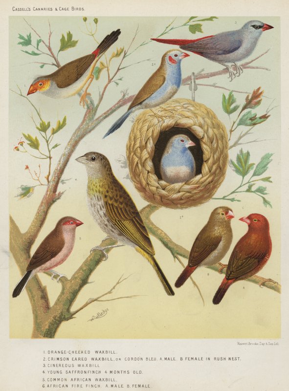 Waxbill de laranja-Cheeked, Waxbill orelhudo carmesim ou Cordon Bleu, macho, fêmea no ninho de Rush, Waxbill Cinereous, jovem passarinho de açafrão 4 meses de idade, Waxbill Africano comum, Africano Finch de fogo, macho, fêmea de European School