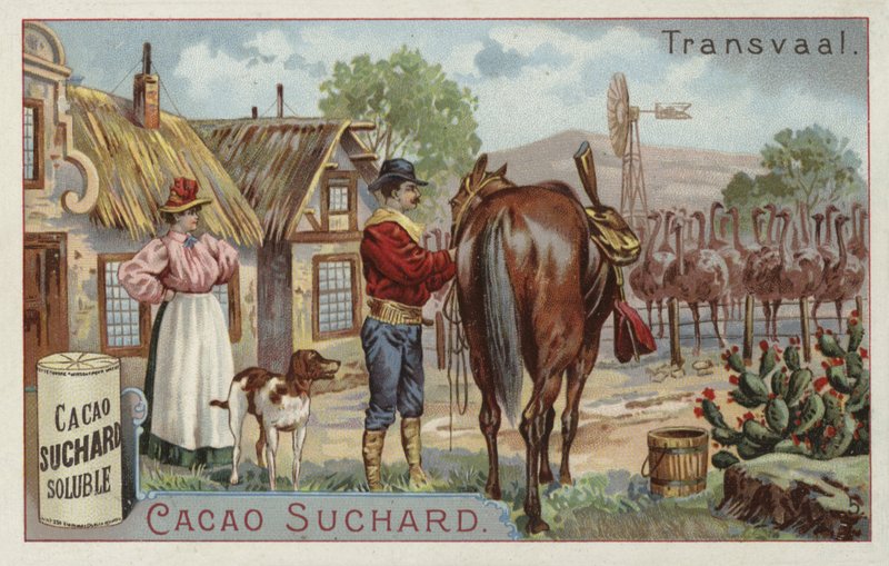 Fazenda de avestruzes, Transvaal de European School