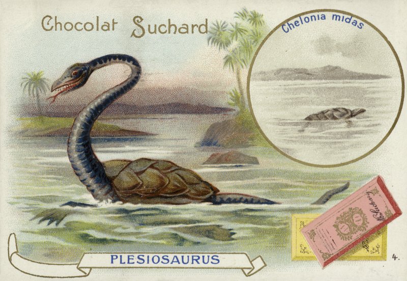 Plesiosaur e tartaruga verde de European School