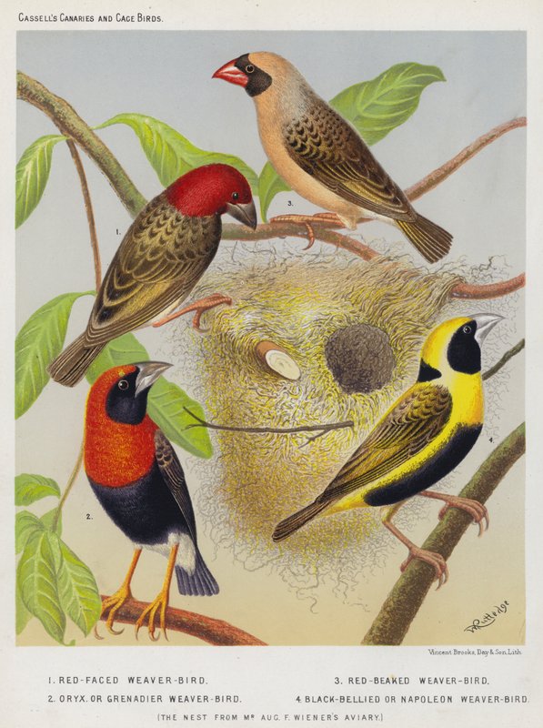 Tecelão-de-cara-vermelha, Pássaro-de-bico-vermelho, Oryx ou Tecelão-Granadeiro-Pássaro-de-bico-preto ou Napoleon Weaver-Bird de European School