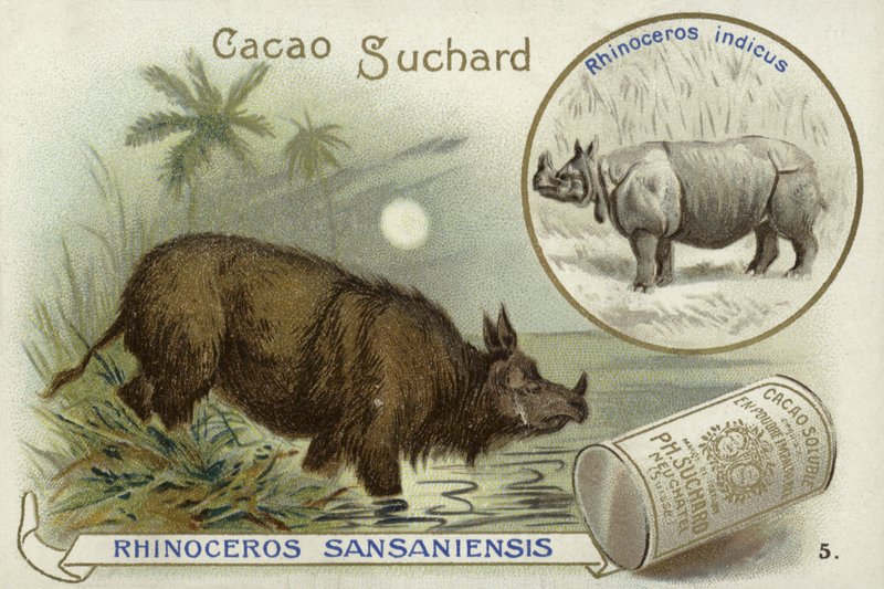 Rinoceronte Sansaniensis e rinoceronte indiano de European School