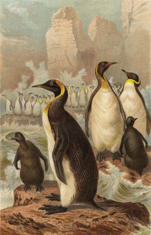 pinguim gigante de European School