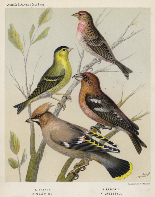 Siskin, Waxwing, Redpoll, Crossbill de European School