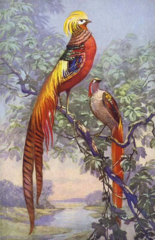 Pássaro tropical ou exótico em um cenário natural. de European School