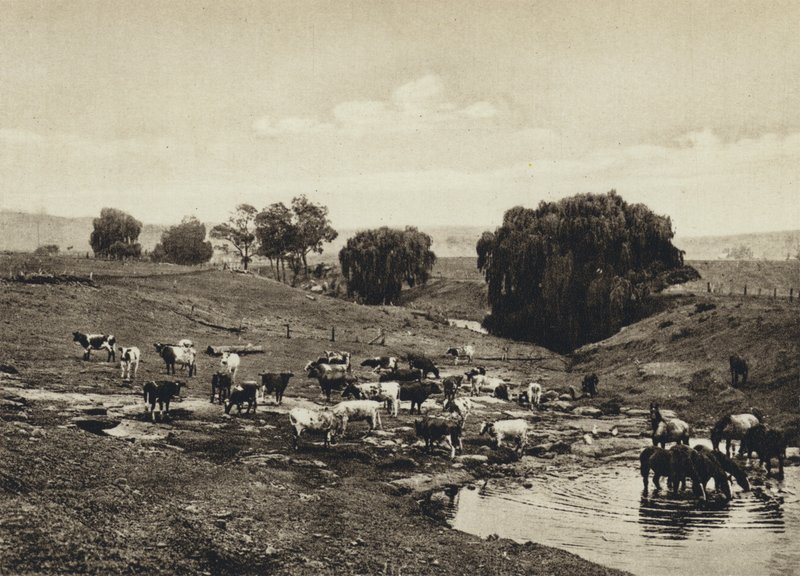 Austrália, Cattle, Queensland (foto a p/b) de European Photographer