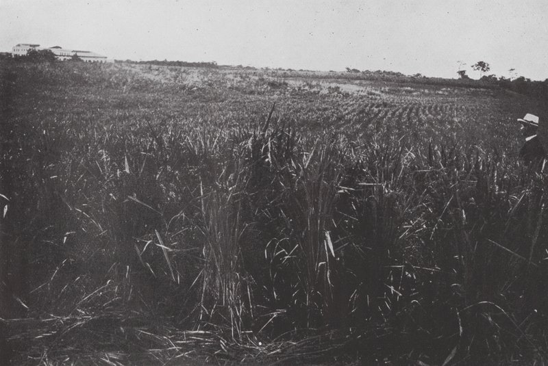 Brasil: Um campo de arroz, São Paulo (foto p/b) de European Photographer