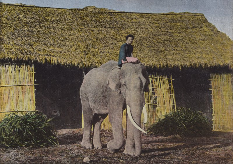 Elefante no trabalho de European Photographer