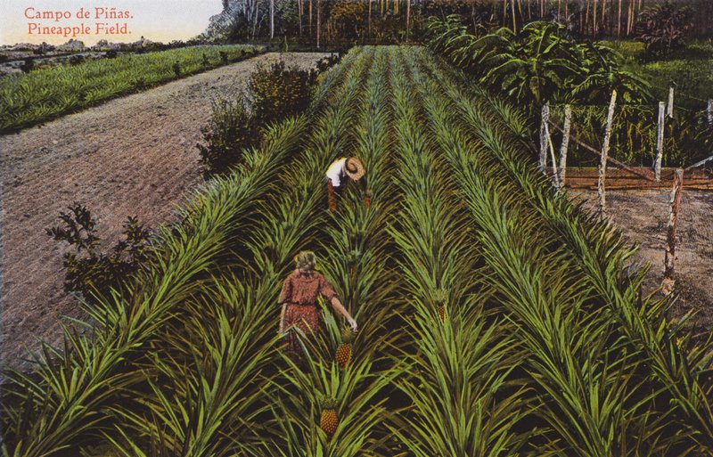 Havana, Cuba: Campo de Abacaxi (foto) de European Photographer