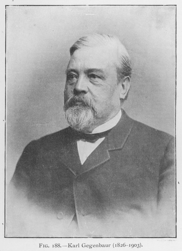 Karl Gegenbaur (1626-1903), retrato (foto a p/b) de European Photographer