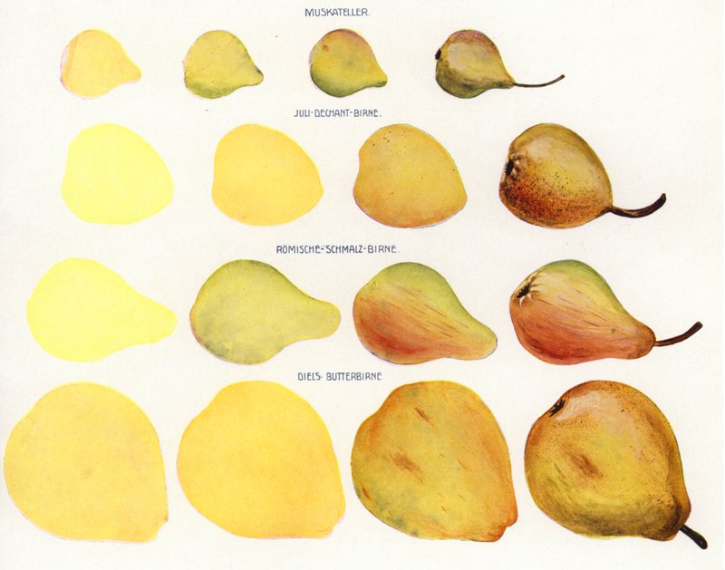 Pintura de frutos de maçapão (foto) de European Photographer