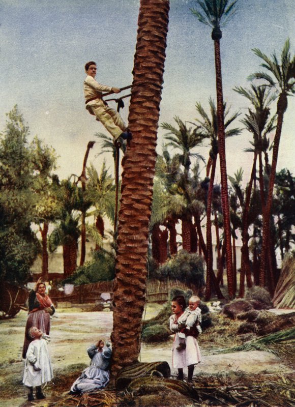 Palmeirais de Elche (foto) de European Photographer