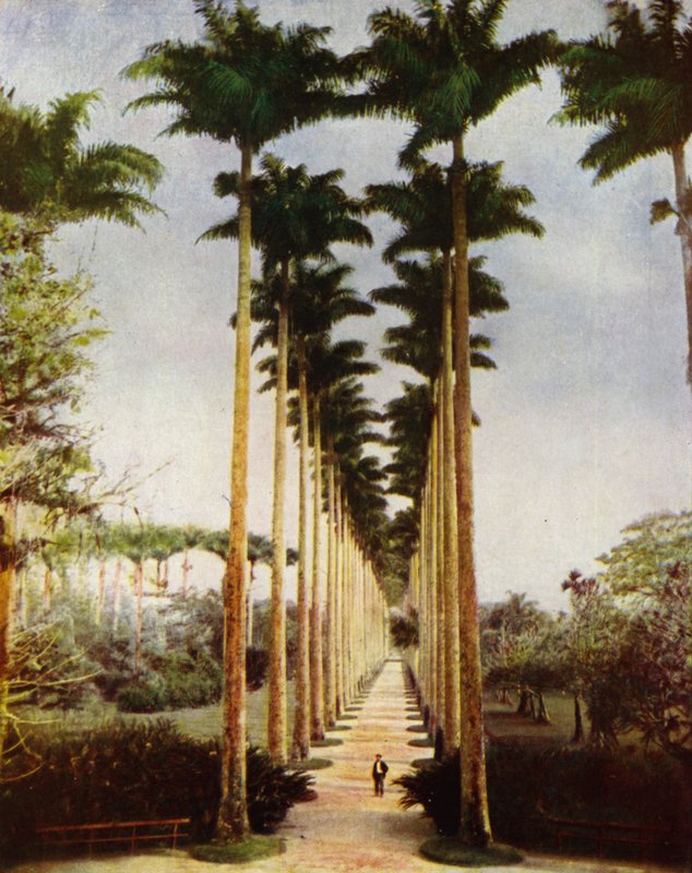 Rio de Janeiro, a famosa avenida das palmeiras (foto) de European Photographer