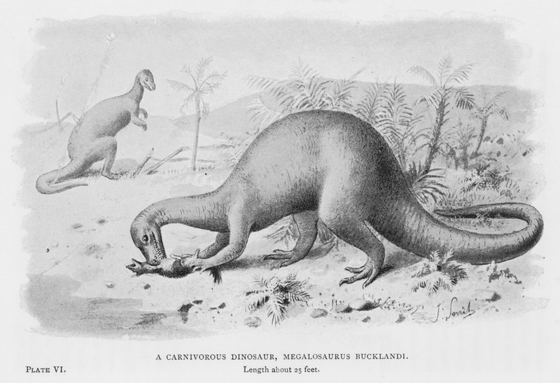 Um Dinossauro Carnívoro, Megalossauro Bucklandi (litho) de European School