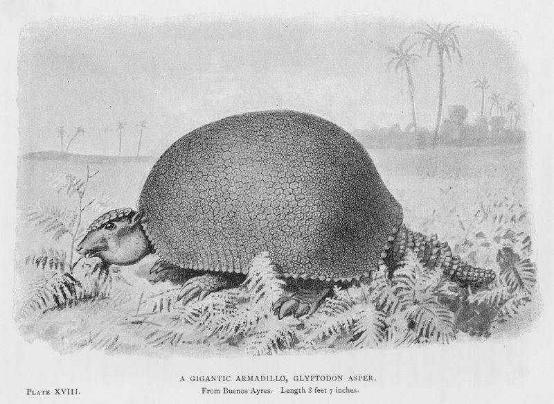 Um Armadillo Gigante, Glyptodon Asper (litho) de European School