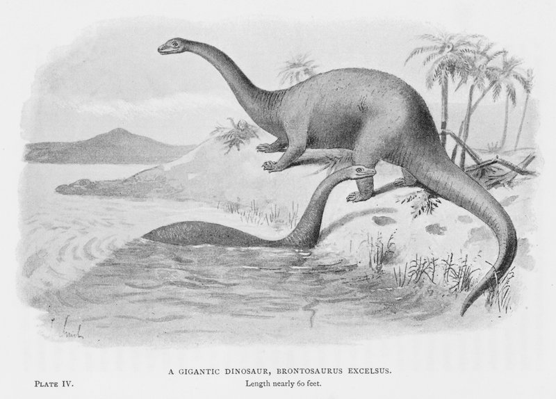 Um Dinossauro Gigante, Brontosaurus Excelsus (litho) de European School