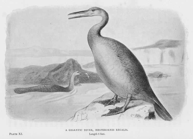 Um Mergulhador Gigante, Hesperornis Regalis (litho) de European School