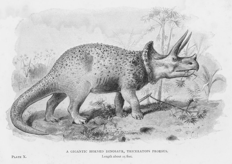 Um gigantesco dinossauro com cornos, Triceratops Prorsus (litho) de European School