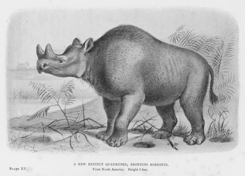 Um Novo Quadruplicado Extinto, Brontops Robustus (litho) de European School