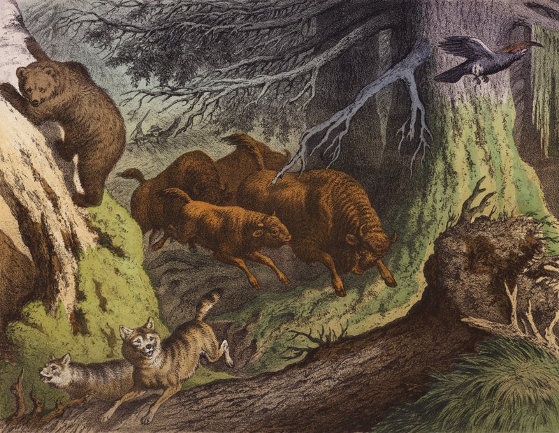 Uma floresta russa, mostrando o urso, o bisonte russo e o lobo (litografia a cores) de European School