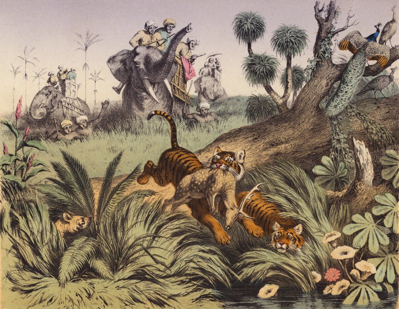 Uma caçada na selva indiana (litografia a cores) de European School