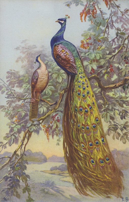 Um pavão e uma pavoa em um cenário natural. de European School