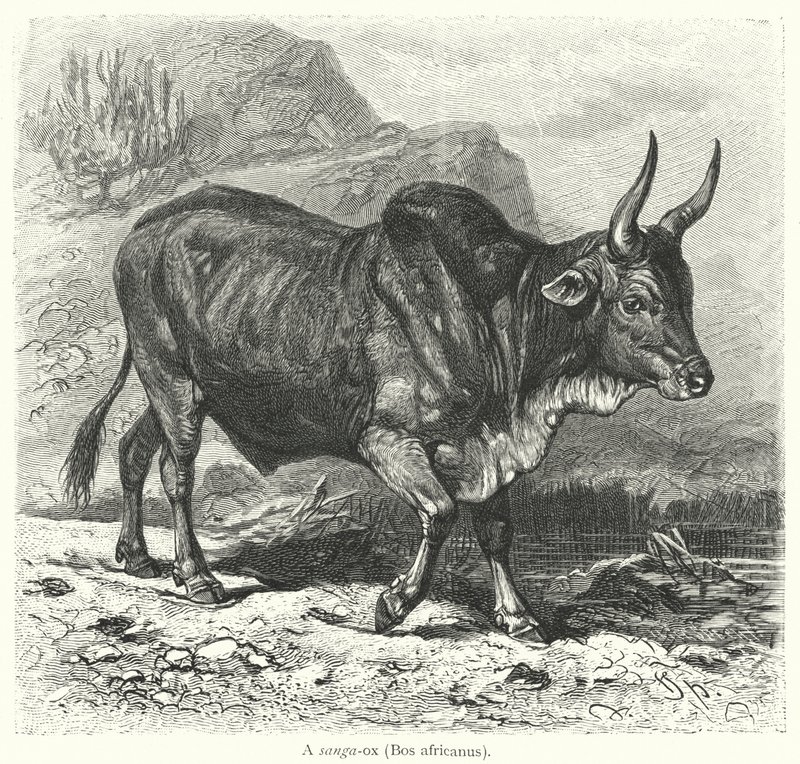 A sanga-ox, Bos africanus (gravura) de European School