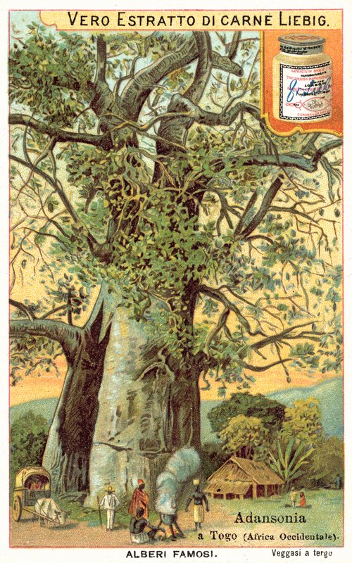 Adansonia tree in Togo (chromolitho) de European School