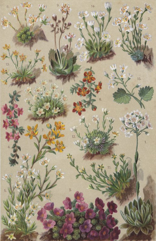 Flora alpina (chromolitho) de European School