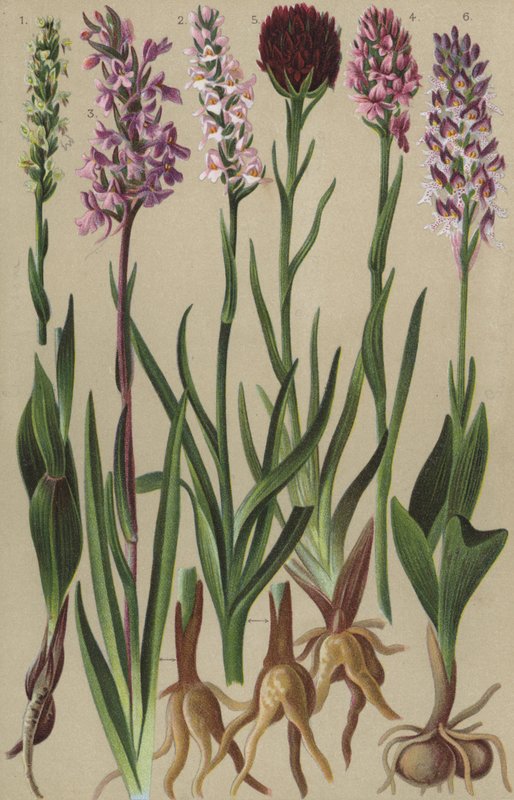 Flora alpina de European School