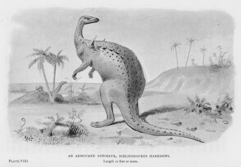 Um Dinossauro Blindado, Scelidosaurus Harrisoni (litho) de European School