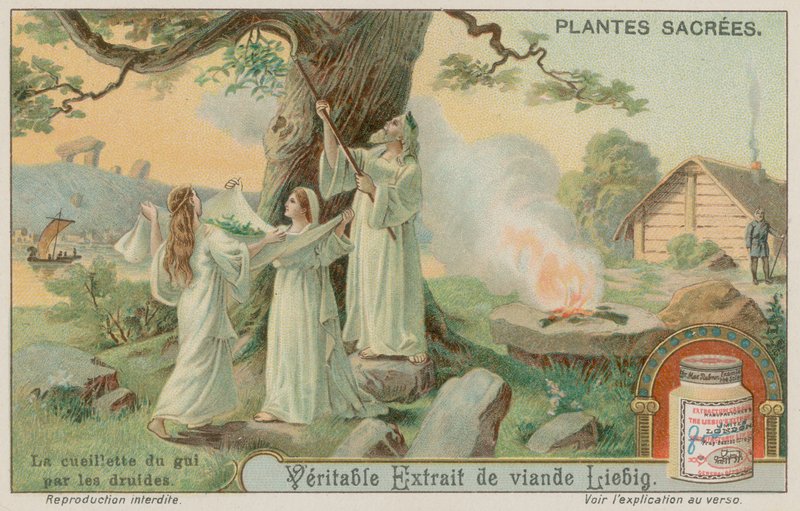 Druidas antigos recolhendo o visco de European School